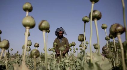 طالبان تحظر زراعة الماريجوانا في أفغانستان