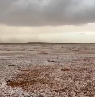 بردية كثيفة على شمال غرب القصيم