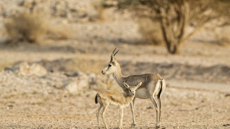 ولادة الجيل الأول من صغار الظباء والوعول بمحمية “نيوم”