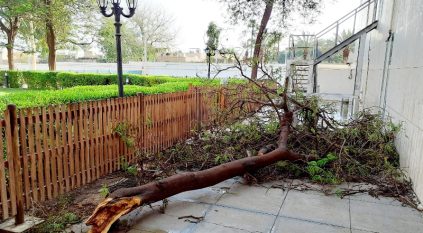 عاصفة تسقط شجرة بالسفارة اليابانية بالسعودية والسفير يعلق