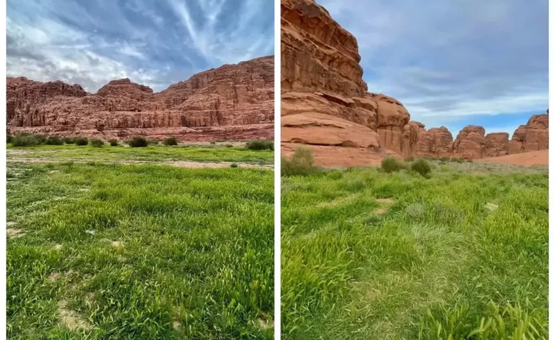 تباشير الربيع تظهر بين جبال الزيتة الشهيرة في تبوك