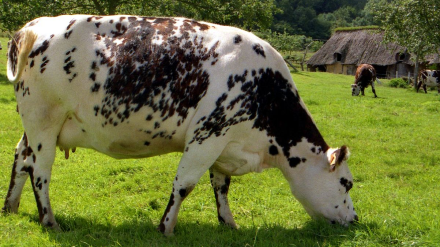 تعليم الأبقار في فرنسا استخدام المرحاض لتفادي كارثة بيئية
