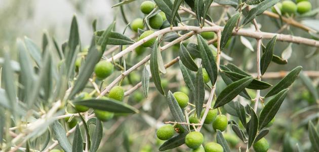 إرشادات مهمة لمزارعي الزيتون لجودة الزيت