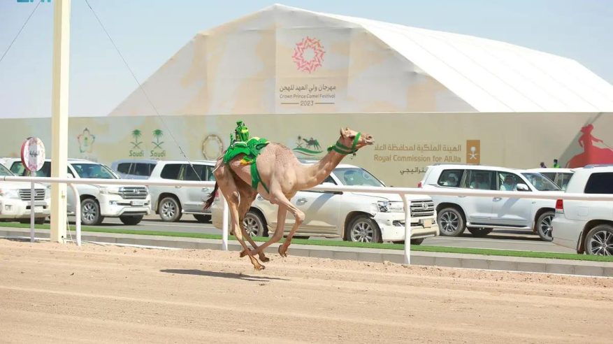 هداد يحرز لقب الشوط الرئيسي في المرحلة التمهيدية من مهرجان ولي العهد للهجن