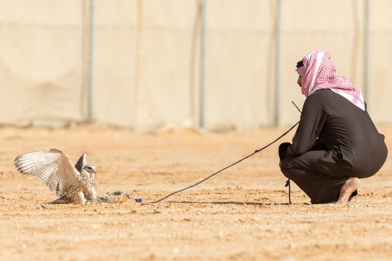 مهرجان الملك عبدالعزيز للصقور