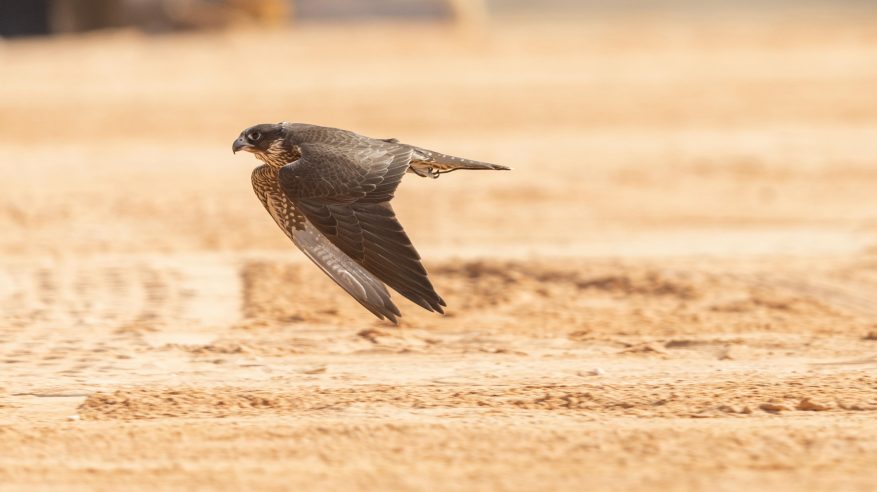 جوائز مهرجان الملك عبدالعزيز للصقور 36 مليون ريال