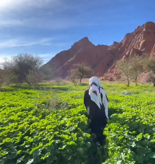 لقطات لجمال جبال أجا وسط البساط الأخضر