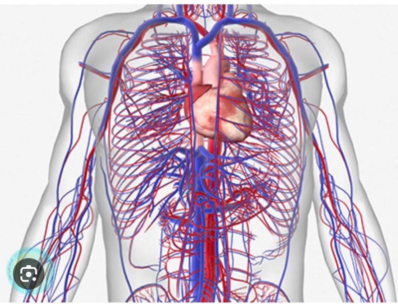 الأوعية الدموية