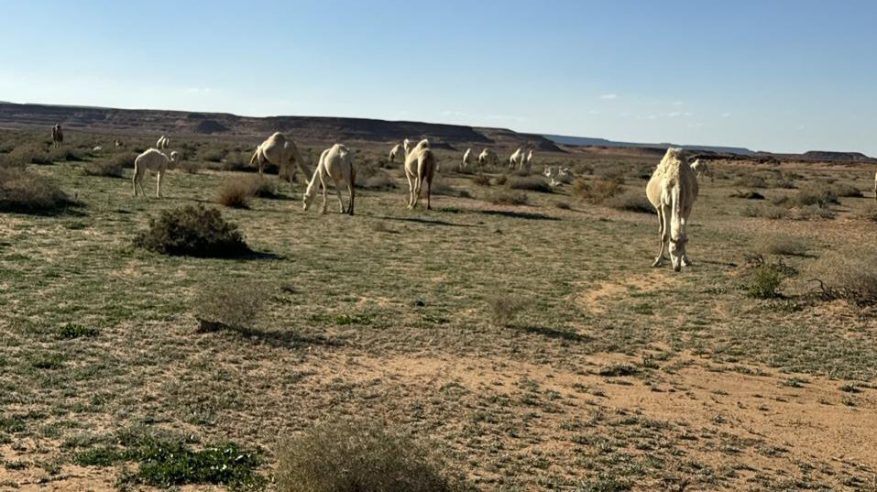 ضبط مخالفين لنظام البيئة لارتكابهم مخالفات الرعي في محمية الخنفة