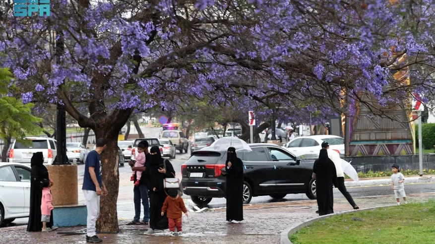 المطر والجاكرندا تشكلان ثنائية خلابة بأبها خلال الربيع