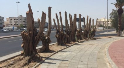 أزمة قطع الأشجار وتقزيمها تثير تذمر المواطنين