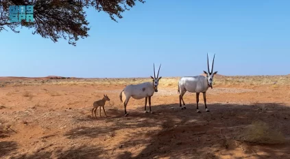 الإحصاء: ارتفاع مساحة المحميات البرية والبحرية في السعودية