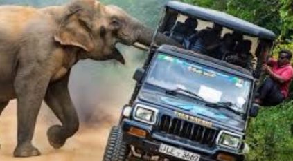 صورة تذكارية تنهي حياة سائح تحت أقدام فيل غاضب بجنوب إفريقيا