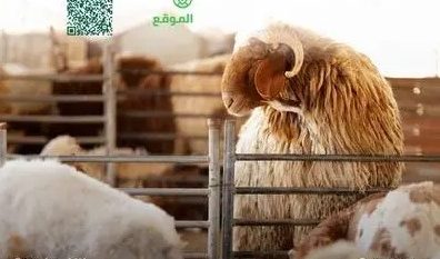 فرصة استثمارية لتربية وتسمين الأغنام في المدينة المنورة