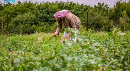 الأمطار الغزيرة تُعيد الحياة إلى مزارع وبساتين وسدود الباحة