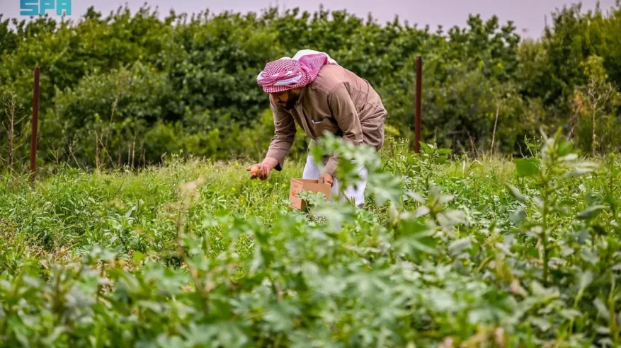 الأمطار الغزيرة تُعيد الحياة إلى مزارع وبساتين وسدود الباحة