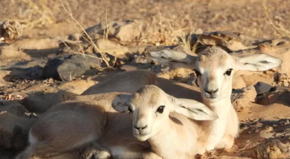 تسجيل حالة ولادة توأم لغزال الريم بمحمية الملك سلمان الملكية