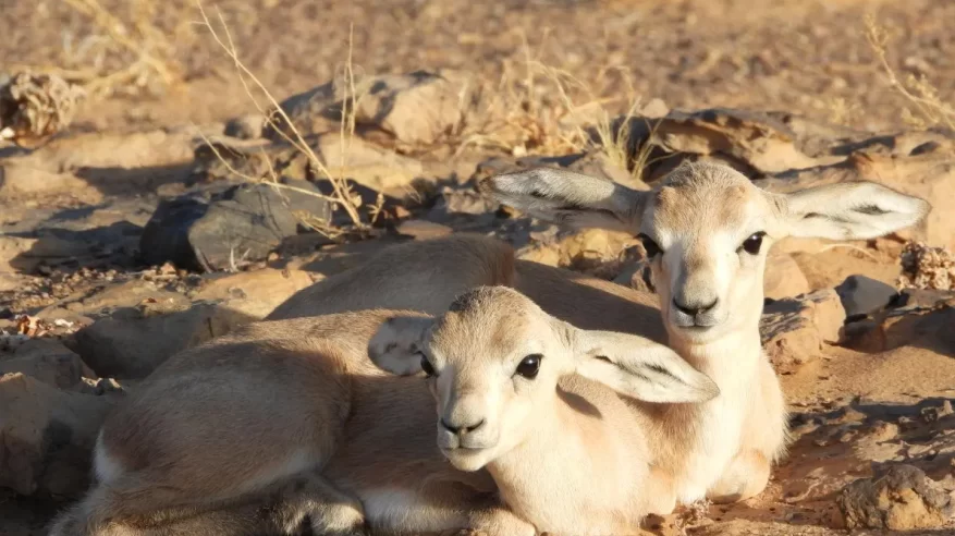 تسجيل حالة ولادة توأم لغزال الريم بمحمية الملك سلمان الملكية