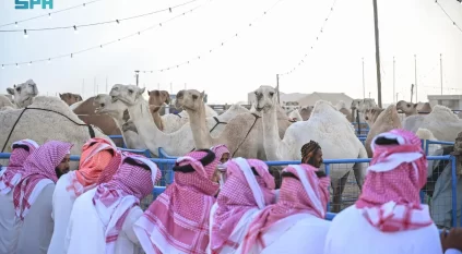 مهرجان جادة الإبل الطائف يرصد حالات عبث خلال المنافسات