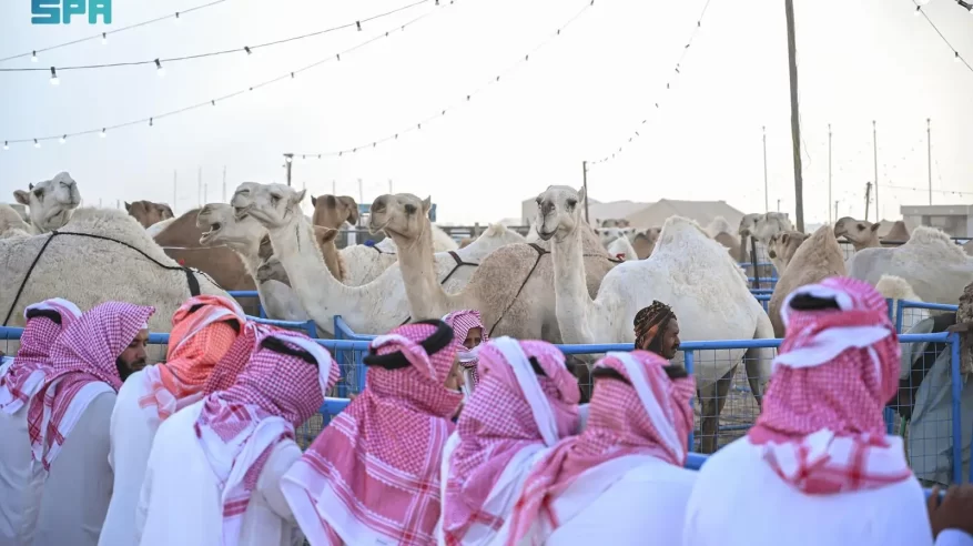 مهرجان جادة الإبل الطائف يرصد حالات عبث خلال المنافسات