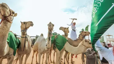 زبن بن عمير بعد فوز العدوة: محمد يمارس هوايته في خبرة التوقعات في عالم الإبل