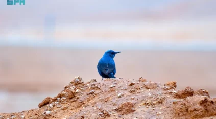 رصد طائر سمنة الصخور الزرقاء في الحدود الشمالية