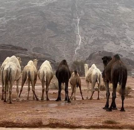 شاهد.. الإبل تستمتع بالأمطار في حائل