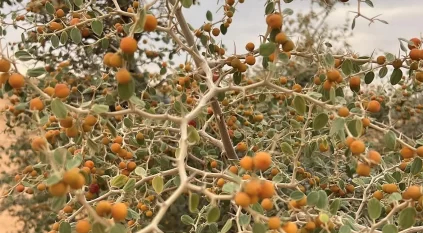 النبق منجم الفيتامينات ينتشر في براري رفحاء