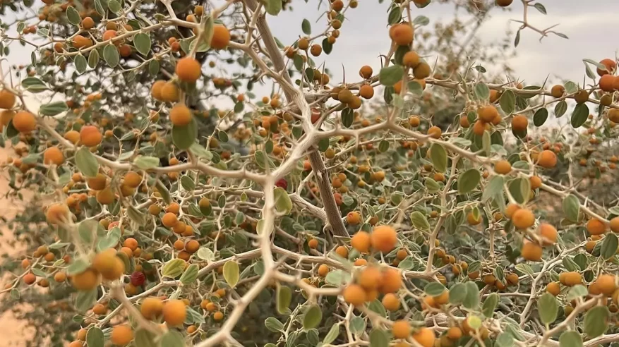 النبق منجم الفيتامينات ينتشر في براري رفحاء