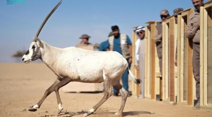 “الحياة الفطرية” تطلق 80 كائنًا فطريًّا في محمية الأمير محمد بن سلمان الملكية