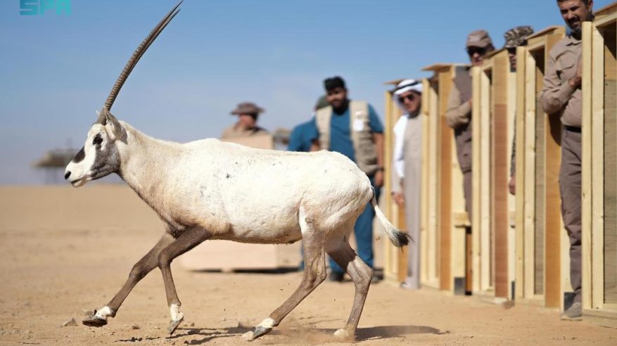 “الحياة الفطرية” تطلق 80 كائنًا فطريًّا في محمية الأمير محمد بن سلمان الملكية