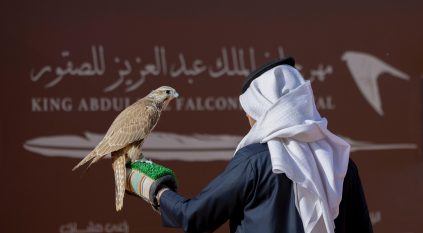 المُلاك المحليون يتنافسون بـ 346 صقرًا في اليوم الثالث لمهرجان الصقور