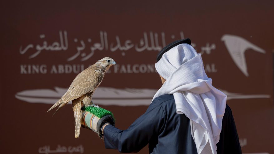 المُلاك المحليون يتنافسون بـ 346 صقرًا في اليوم الثالث لمهرجان الصقور