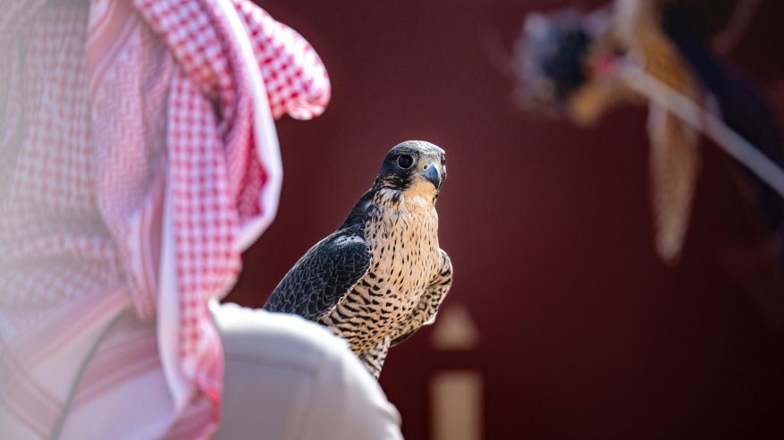 مهرجان الملك عبدالعزيز للصقور يرفع عدد المتأهلين للنهائيات