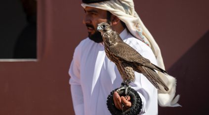 منتجو الصقور ونخبة المحليين يتنافسون في اليوم الثامن لمهرجان الصقور