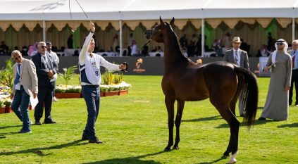 العرض الدولي السابع لجمال الخيل العربية الأصيلة ينطلق بمشاركة 451 جوادًا