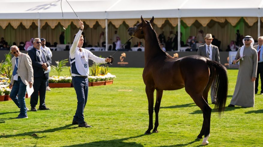 العرض الدولي السابع لجمال الخيل العربية الأصيلة ينطلق بمشاركة 451 جوادًا