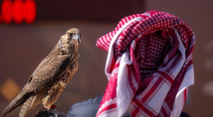 141 من المحترفين المحليين يتنافسون في اليوم الـ 14 لمهرجان الملك عبدالعزيز للصقور