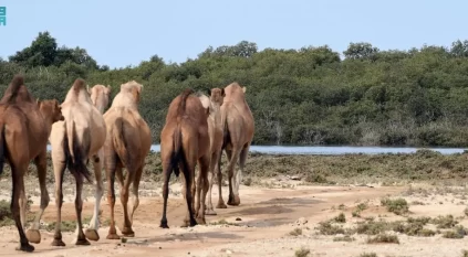 الإبل السَّواحل سلالة أصيلة ارتبطت بسواحل تِهامة فماذا تعرف عنها؟