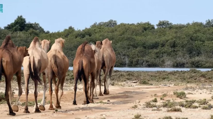 الإبل السَّواحل سلالة أصيلة ارتبطت بسواحل تِهامة فماذا تعرف عنها؟