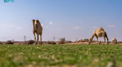 الإبل في فياض غرب رفحاء لوحة جمالية تجمع الطبيعة والتراث