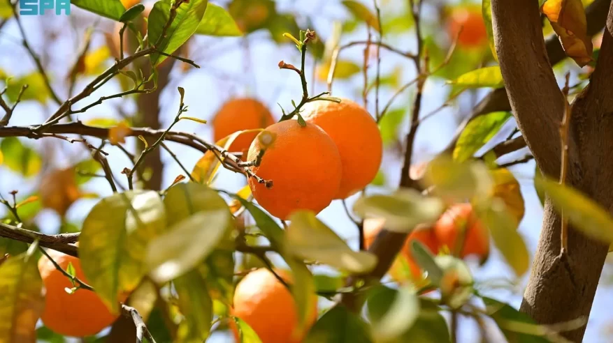 المحاصيل الزراعية في العُلا.. تنوّع يثري موائد شهر رمضان