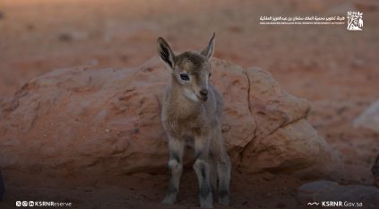 تسجيل حالة ولادة الوعل النوبي في محمية الملك سلمان