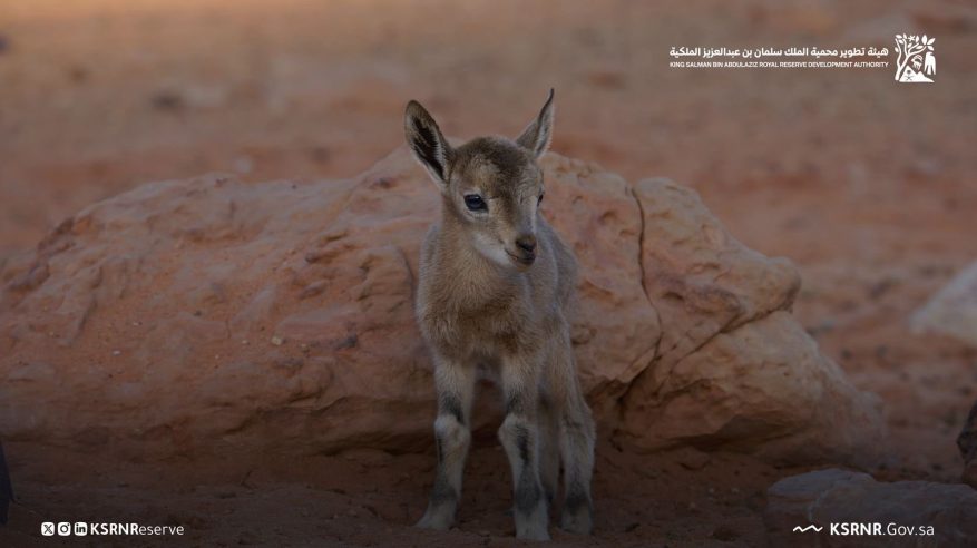 تسجيل حالة ولادة الوعل النوبي في محمية الملك سلمان