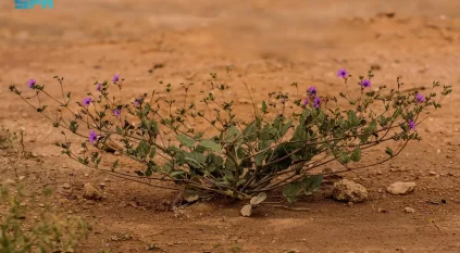 الدبغة كنز نباتي في براري الشمالية فماذا تعرف عنه؟ 