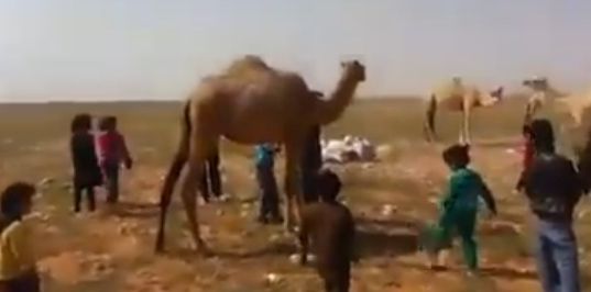 شاهد..نتيجة اقتراب الأطفال من الجمال!