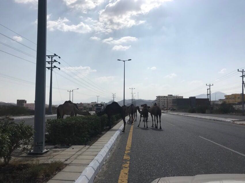 بالإحصائيات والصور.. الإبل السائبة خطر يتربص بأرواح مرتادي طرق أضم