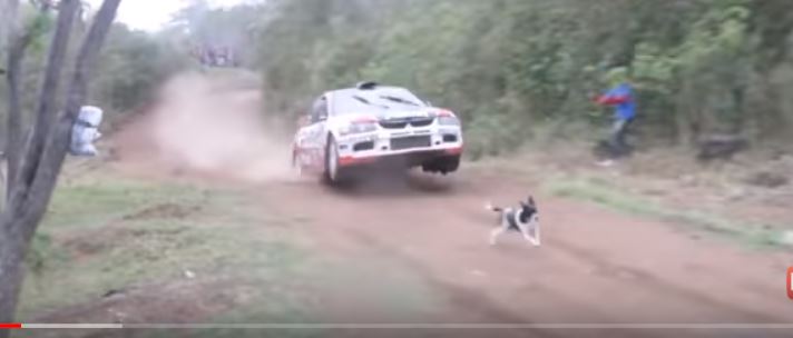 بالفيديو.. براعة قائد سيارة سباق تنقذ كلبًا في المضمار