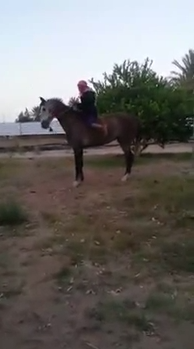 وكالة إخبارية تناقش فيديو الحصان المعذب في المملكة