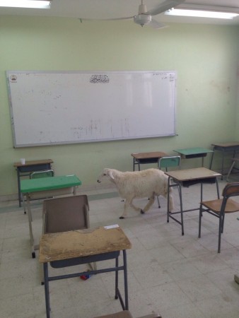 واقعة غريبة.. خروف يتجول في فصل مدرسي